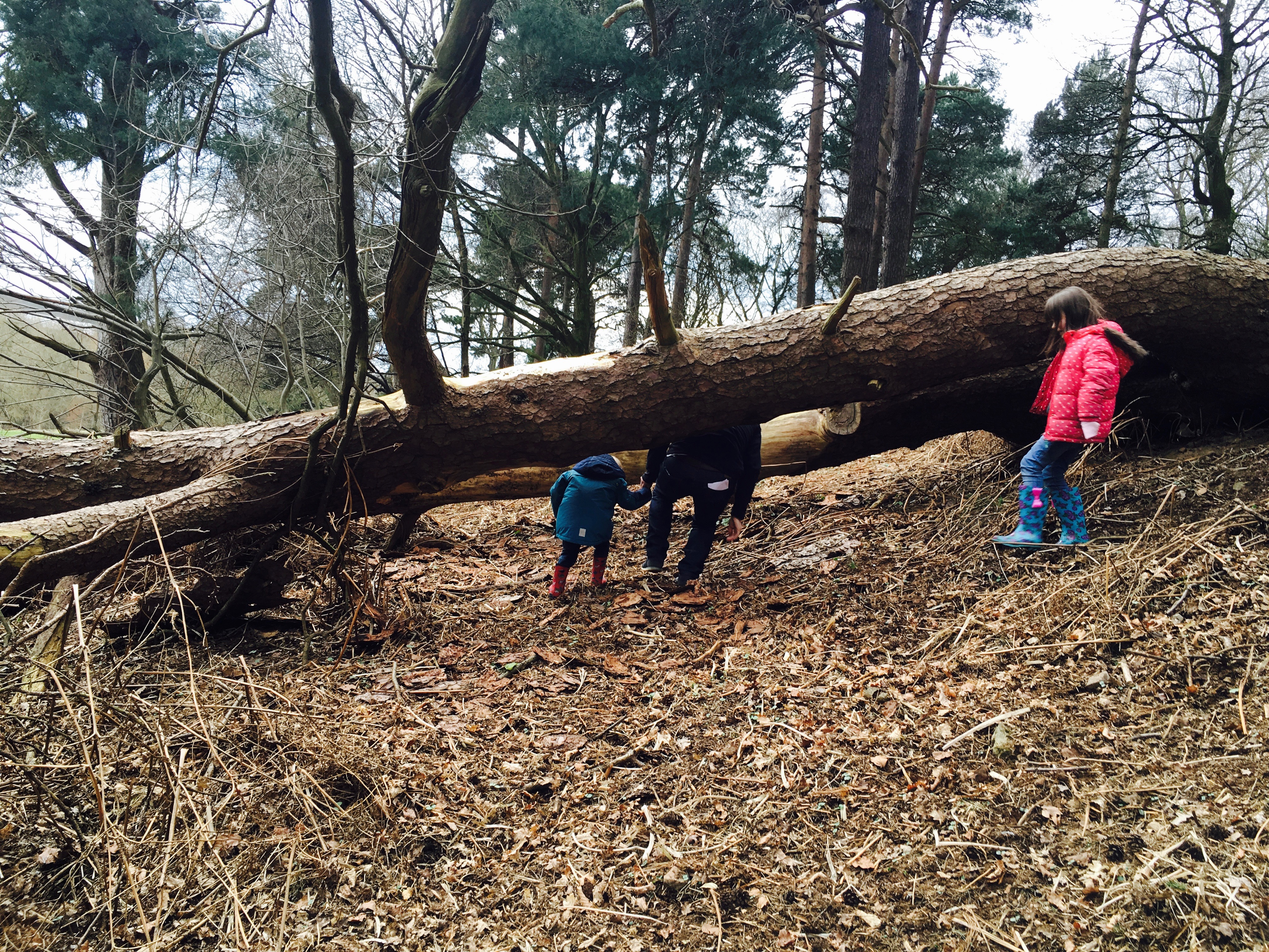 Harrogate Mum, Harrogate Mama, Hookstone Woods3