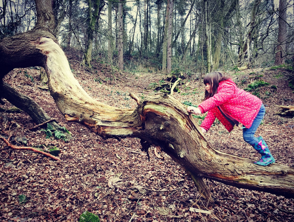 Harrogate Mum, Harrogate Mama, Hookstone Woods9