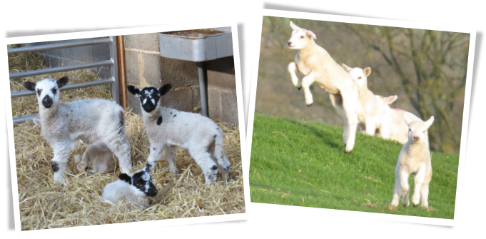 spring-lambs-1.png